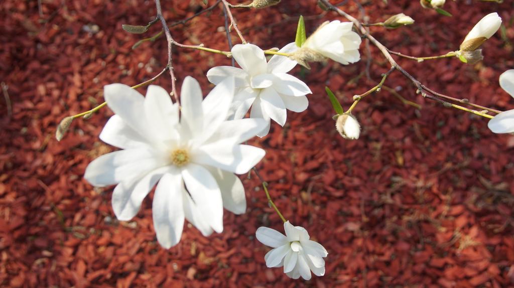 Appartamento Namelis Prie Magnolijos Druskininkai Esterno foto